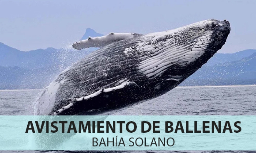 Plan Avistamiento de Ballenas en Bahía Solano