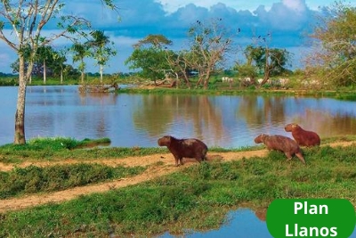 Plan Safari por Casanare – 2 noches – 3 días